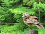 prejyuの画像