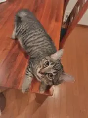 とらよの画像
