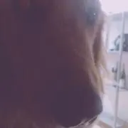 FLMの画像