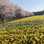 ちーたの画像