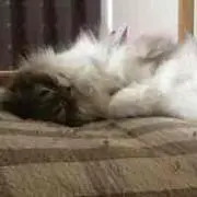 アンディ