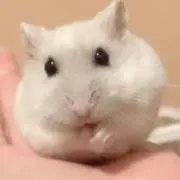 ウィンディの画像