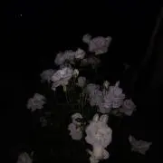 ¨̮⃝の画像
