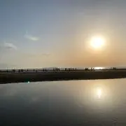 ありの画像