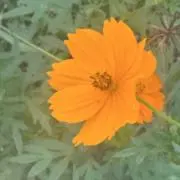 cosの画像