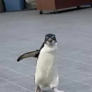 サボ