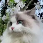 ねこの画像