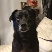 Kuroの画像