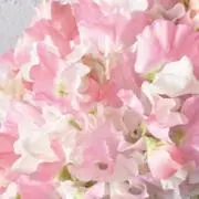 はなの画像