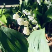 ranaの画像