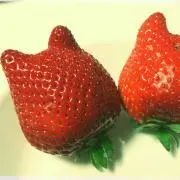なつみかんの画像