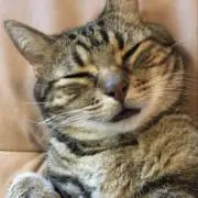 むーこの画像
