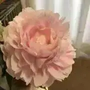 みぃみの画像