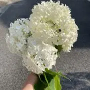 ばりとんの画像