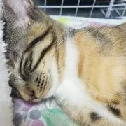 みーちゃん