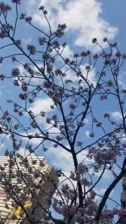 いちご