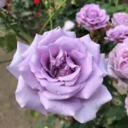 ナナ