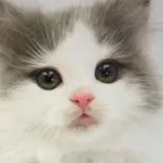 mopiの画像