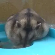 mengziの画像