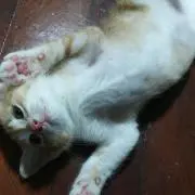 ムック