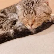 もも