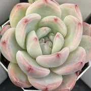 はなこのの画像