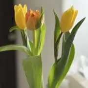 はちみつの画像