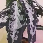 AP0298プロフィール必読