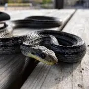椋の画像
