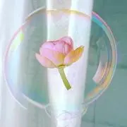 Rosieの画像
