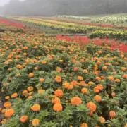 ありえる　断捨離中の画像