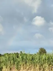 ごろうの画像