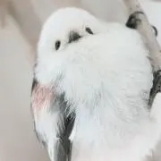 うめぺん