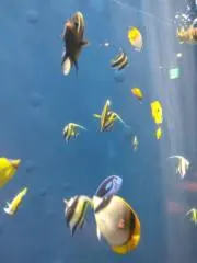 しおみんみんの画像