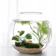 金魚の鉢の画像