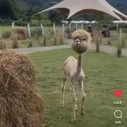 アルパカの画像