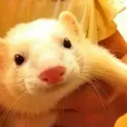 ななみの画像