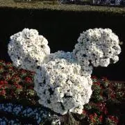 Ma_naの画像