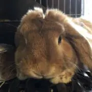 もーぽんの画像