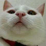 ぱっぴー