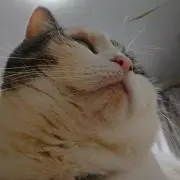 カカ
