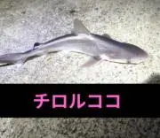 チロルココの画像