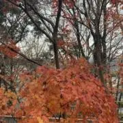 ショニャ