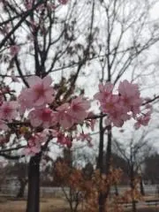 桃谿雪