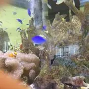 ちーぼーの画像