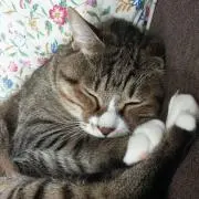 ＊MINMIN＊の画像