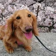 ラヴちゃんの画像