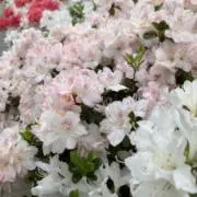 さくらの画像