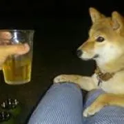 Y.F