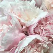 222の画像